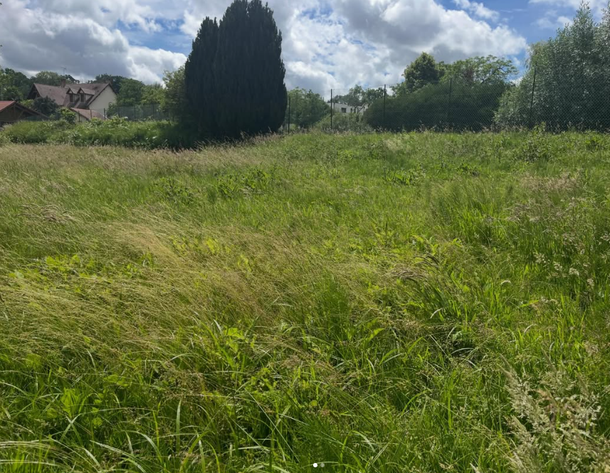 Pelouse avant la tonte — herbes hautes
